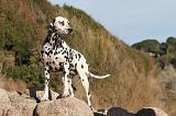 DALMATIEN 162